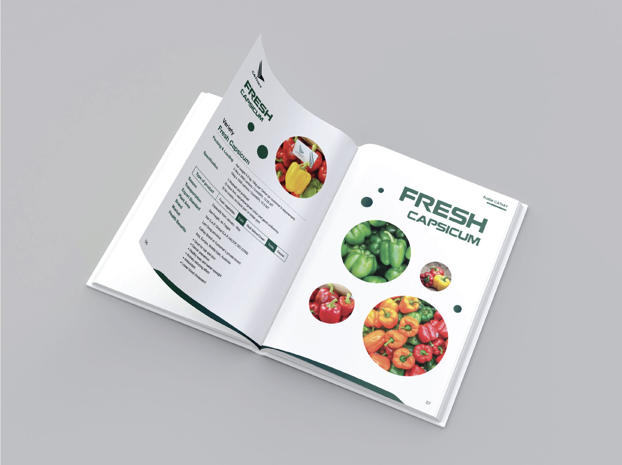 thiet ke catalogue 4.jpg
